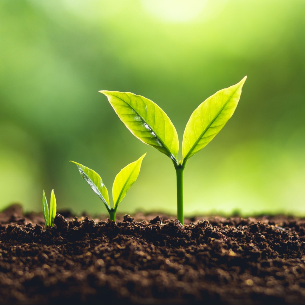 Green plants growing from the ground