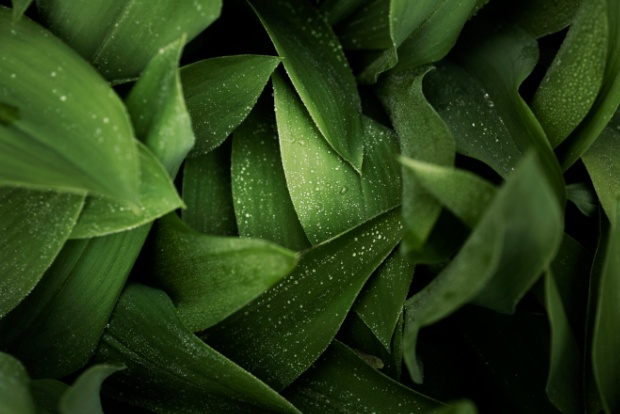 Green leaves glistening with condensation